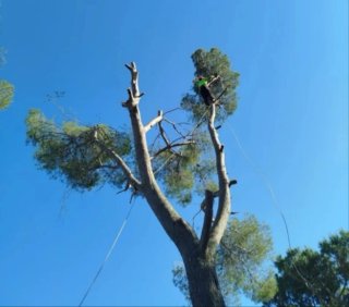 Profesional de tallar podar cortar arboles
