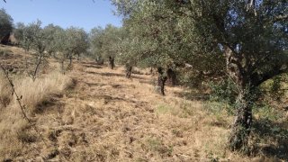 Terreno en el término de Perales del puerto