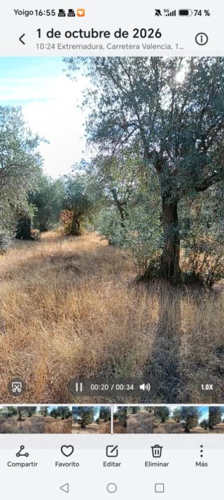 Alquilo finca rústica de olivos grandes centenario