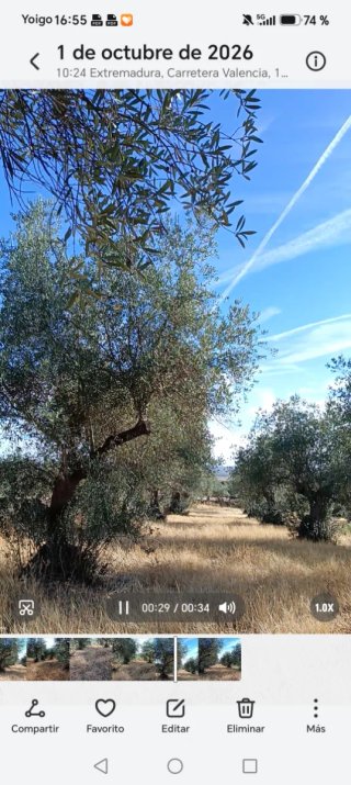 Alquilo finca rústica de olivos grandes centenario