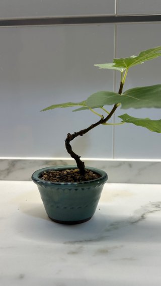 Bonsai Higueras Shohin