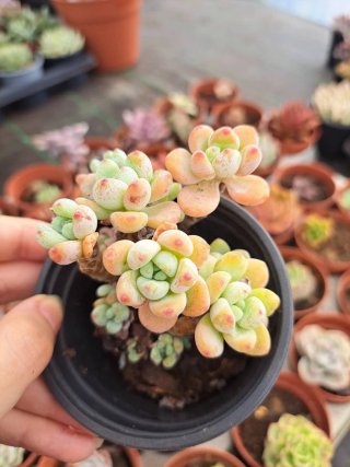 Sedum Clavatum