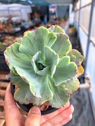 Echeveria Green Fin