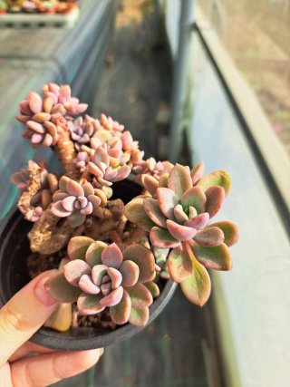 Graptosedum Aria Híbrido
