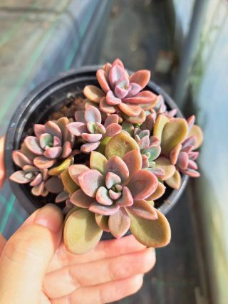 Graptosedum Aria Híbrido