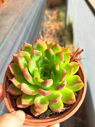 Echeveria em Vaso de 10,5cm