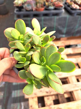 Suculenta em Vaso de 10,5cm