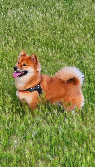 Paseadora de perros