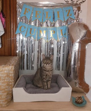 Cama para mascotas,preguntar por El precio