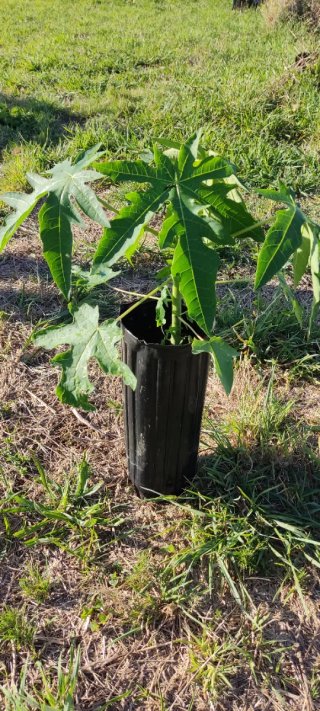 Planta de papaya joven (6 meses)