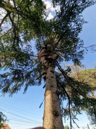 Jardinero profesiona