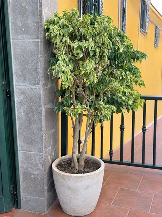 Ficus Benjamina Variegado 150cm