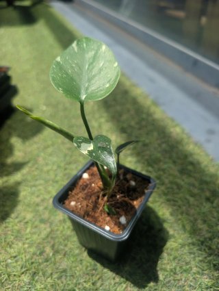 Monstera Thai Constellation