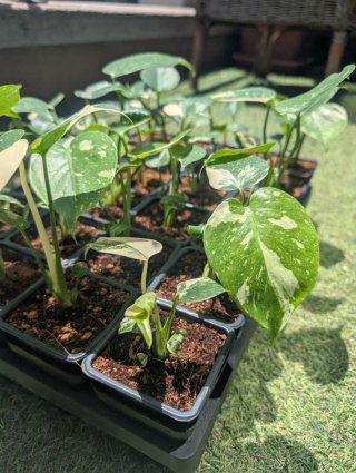 Monstera Thai Constellation