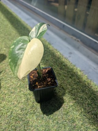 Monstera Thai Constellation