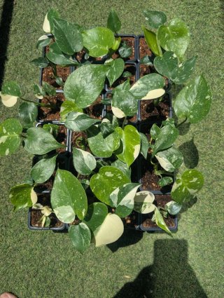 Monstera Thai Constellation