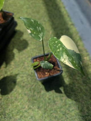 Monstera Thai Constellation