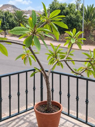 Plumeria Rubra 190cm