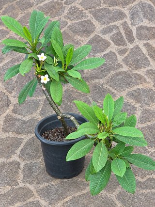 Plumeria 150cm