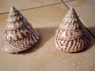 Coppia di conchiglie decorative