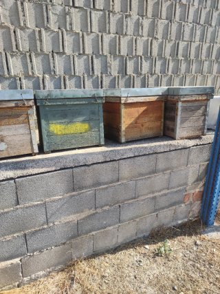 21 Colmenas Layens 2 núcleos con cuadros segunda m