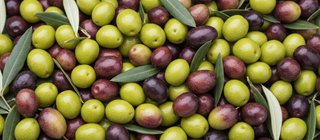 Oliva