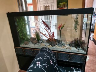 Acuario grande con decoración