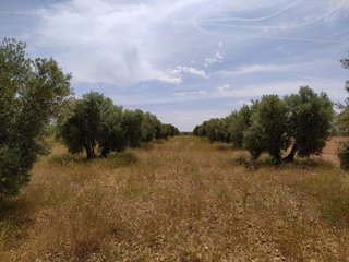 Casa rural en venta en Tomelloso