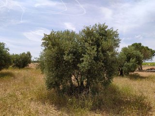 Casa rural en venta en Tomelloso