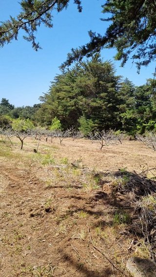 Terreno en venta en Sauzal (El)
