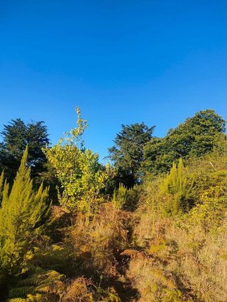 Terreno en venta en Sauzal (El)
