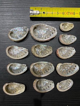 Conchiglie decorative