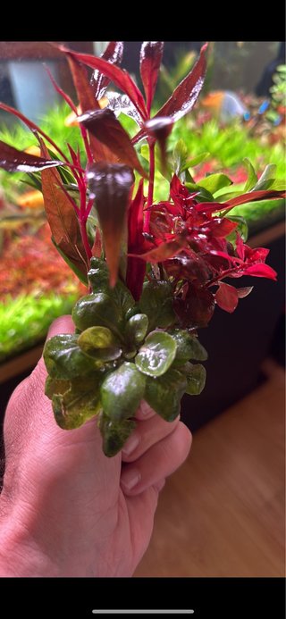 Lotes de 8 plantas de acuario variadas y colorida