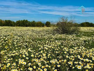 Cortijo en venta en Campos