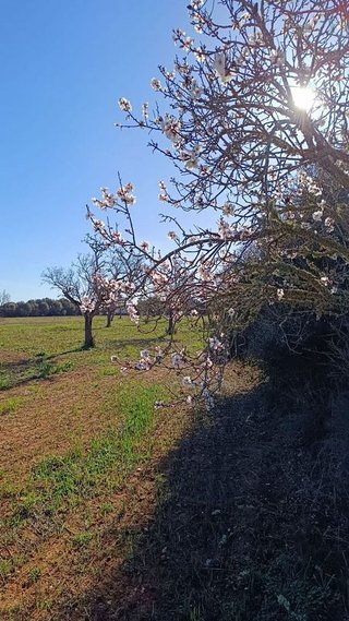 Solar en venta en Campos