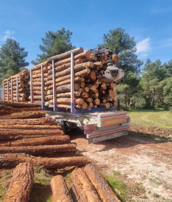 Rollos de pino para madera