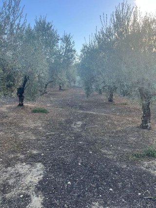 Terreno en venta en Las Vegas - Campoaras en Lucena