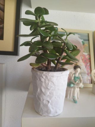 Planta Crasa en Maceta Blanca