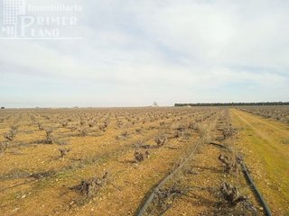 Terreno en venta en Socuéllamos