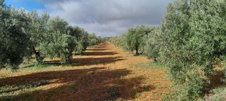 Terreno en venta en Centro en Valdepeñas