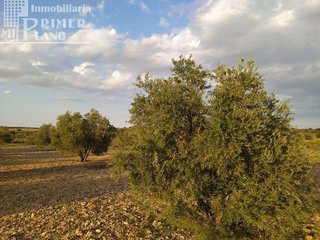 Solar en venta en Argamasilla de Alba