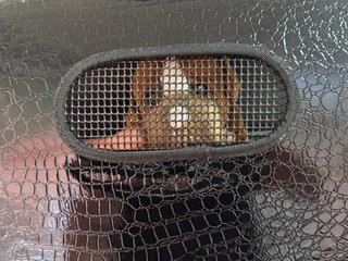Transportín para Perro XS Homologado