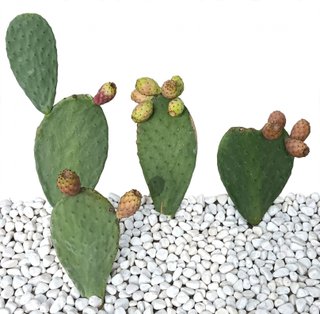 Composizione 4 Fichi d'India siciliano