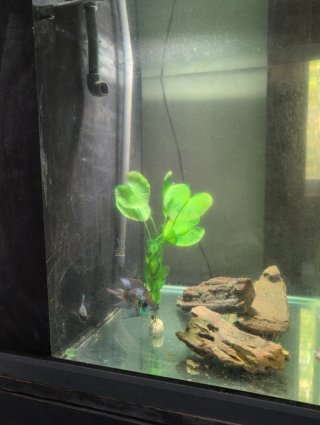 Acuario de Agua Dulce con Mueble