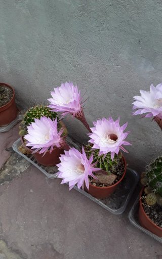 Cactus redondo con hijuelos
