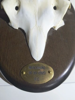 Cuernos de Ciervo Decorativos de Resina