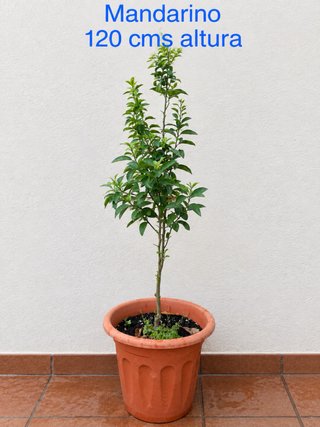 Mandarino de 120 cm de altura