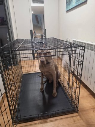 Jaula para Perro Grande