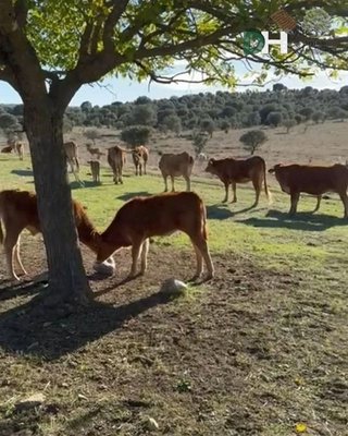 Terreno en venta en Ciudad Monumental en Cáceres