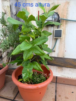Limonero de 45 cm de altura